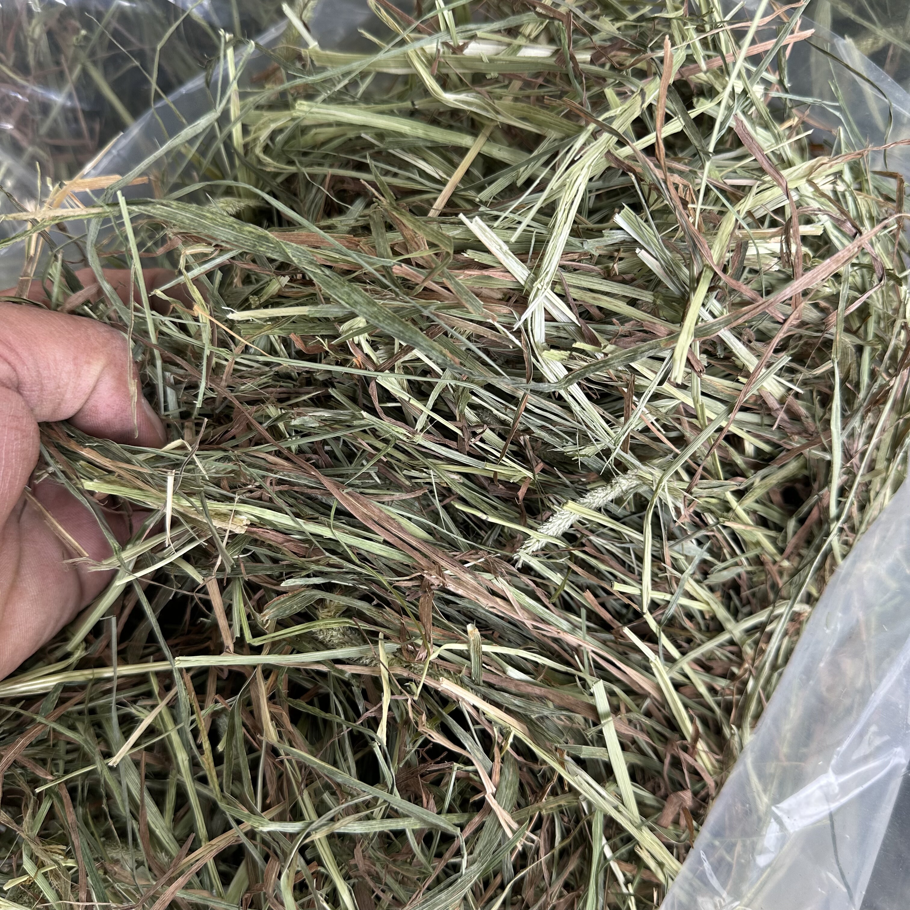 2025年晒干二茬提摩西草兔兔龙猫豚鼠主草饲料5斤散装饲料