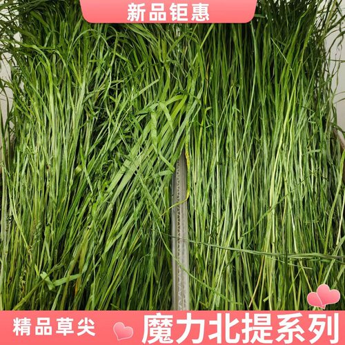 莜草源北提多叶草尖幼兔龙猫首选