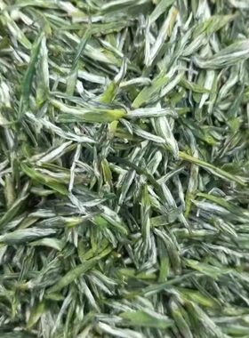2026头采保康新茶毛尖雨花茶250g