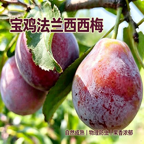 陕西宝鸡现摘自然生长法兰西西梅