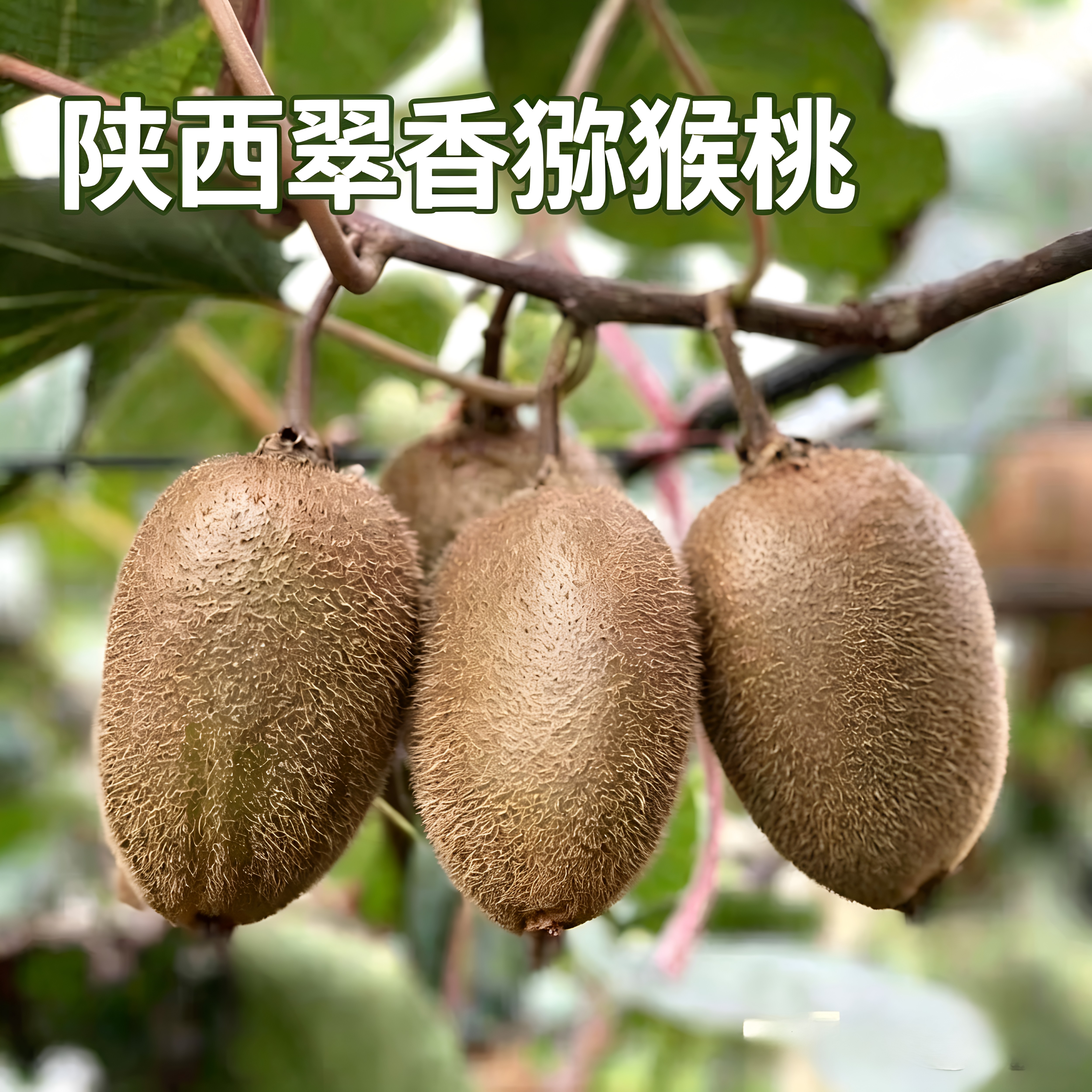 陕西翠香猕猴桃宝鸡现摘正宗绿心猕猴桃甜奇异果新鲜应季水果特产