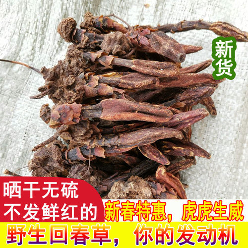 回春草回阳草泡酒料滋补煲汤野生