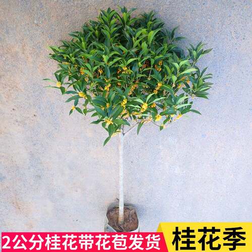 桂花树苗四季桂大型花卉八月庭院原生高杆金丹天香台阁沉香地盆栽