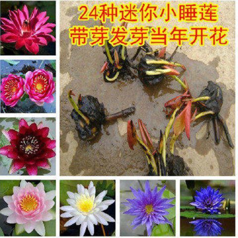 5个迷你小睡莲根块 微型荷花根茎观赏荷花种藕碗莲苗鱼缸水生植物