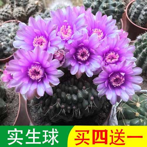绯花玉仙人球掌室内带花苞大颗多肉开花品种防辐射好养小盆栽绿植