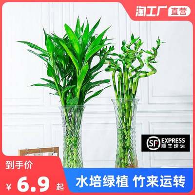 富贵竹水培植物盆栽花卉绿植室内花客厅水养绿萝大叶转运竹节节高