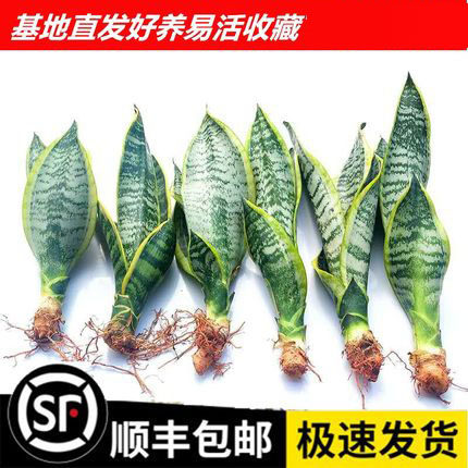 金边虎皮兰高矮品种植物室内大盆栽虎尾兰裸苗客厅水培白玉花卉苗