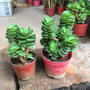 金钱木老桩 多肉植物多头群生肉肉盆栽花卉防辐射绿植包邮整盆发