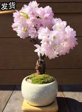 日本樱花树苗花卉盆栽矮化微型盆景绿植物室内外四季开花不断好养