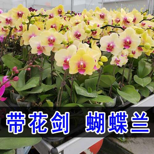 蝴蝶兰盆栽带花苞双剑花苗花卉