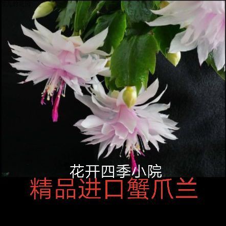 花卉绿植多肉植物新品蟹爪兰