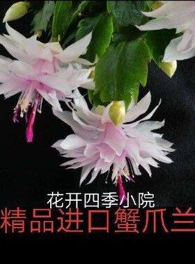 花卉绿植多肉植物新品蟹爪兰