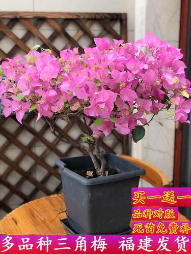 新品种勤花重瓣三角梅盆栽带花耐寒庭院爬藤老桩树苗四季开花绿樱