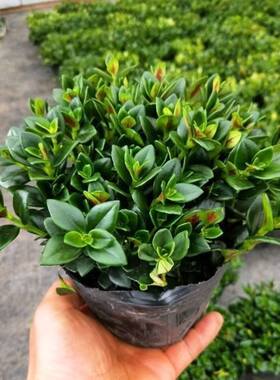 耐寒植物聚财金鱼花吊兰多肉植物室内花卉绿植盆栽发财树四季好养