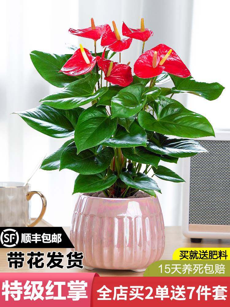 红掌白掌盆栽一帆风顺花卉植物室内好养水培绿植鸿运当头四季开花