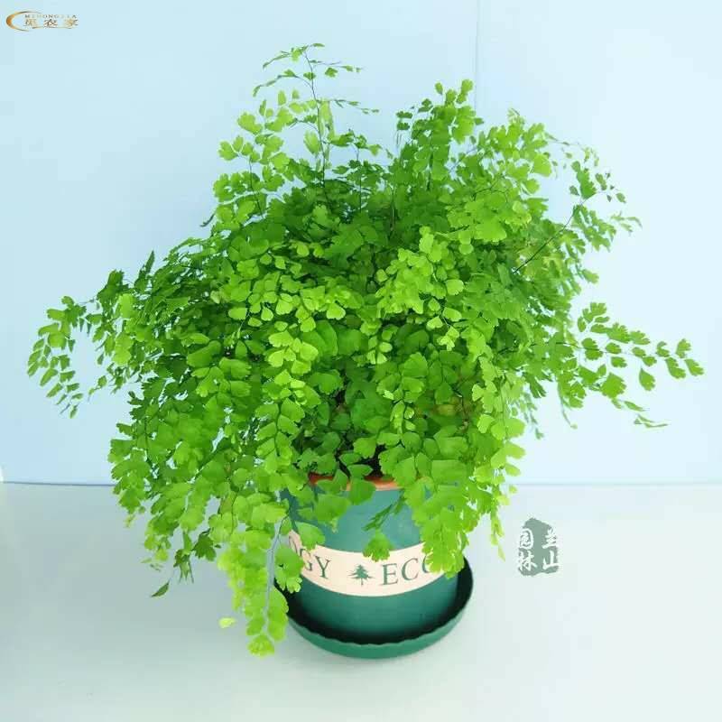 铁线蕨绿植室内阳台防辐射绿植盆栽花卉包邮