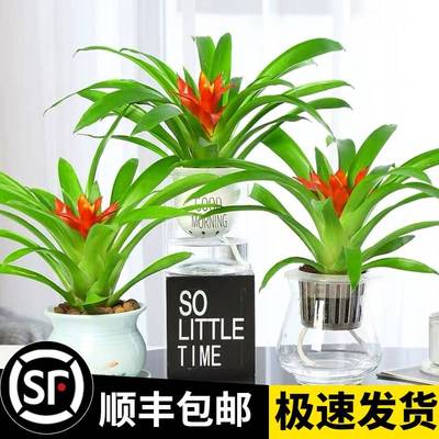 鸿运当头盆栽水培花卉植物室内绿植大型好养凤梨四季开花红掌年宵