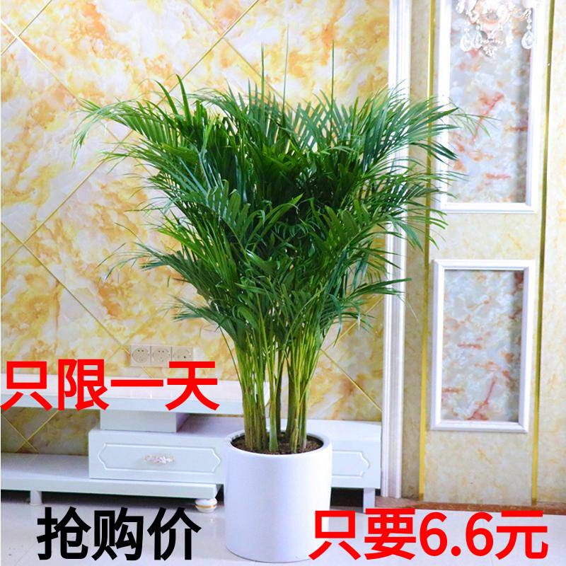 散尾葵盆栽 凤尾竹室内客厅大型绿植 袖珍叶夏威夷盆景富贵椰花卉