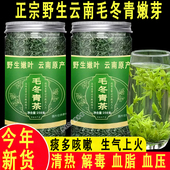 云南毛冬青茶新茶正宗特级野生毛冬青嫩芽茶泡水喝养生茶250g正品
