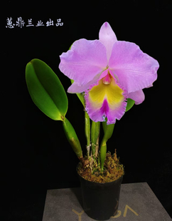 卡特兰帕美拉（大牛兄弟株）开花性极好 洋兰 兰花 绿植 盆栽