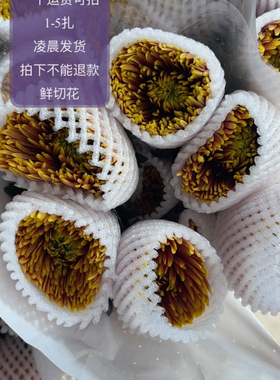 橙色烟花菊10支 不包邮