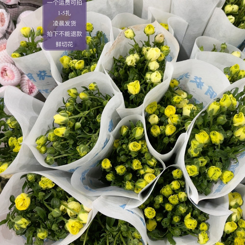 黄色蝴蝶洋牡丹 不包邮