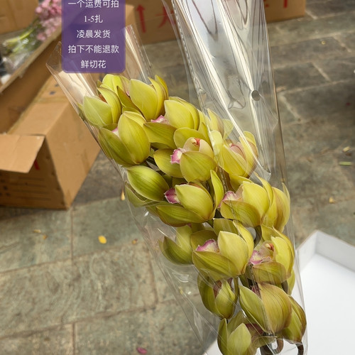 A级绿翅膀 不包邮