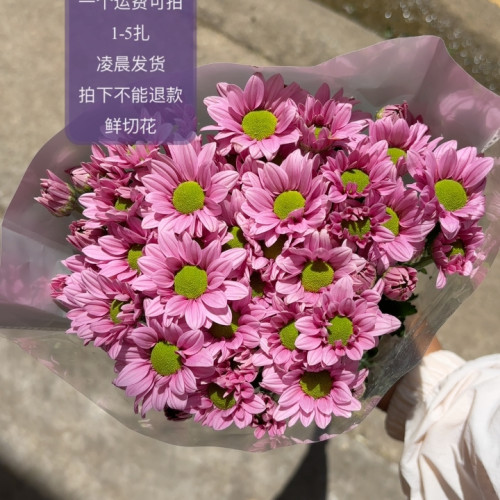 浅紫三文鱼 不包邮