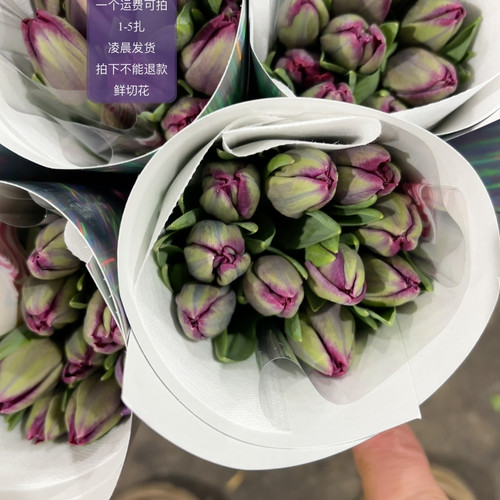 波尔郁金香 不包邮