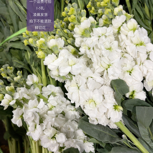 白色紫罗兰 不包邮