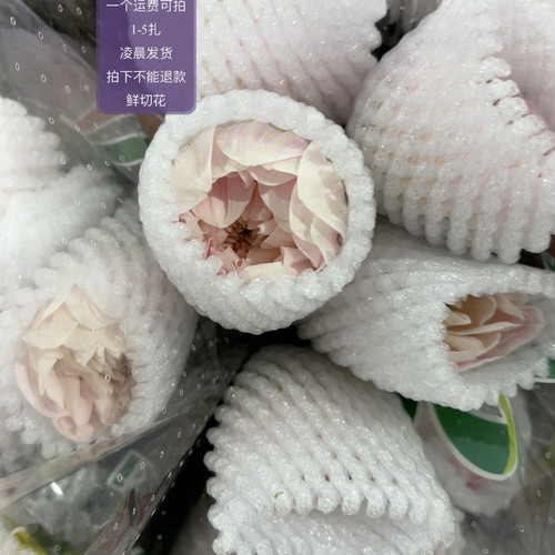 大头凯尔盖安 不包邮