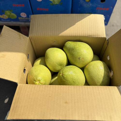 正宗台湾老树麻豆文旦柚礼盒装