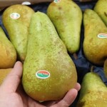 现货比利时进口啤梨软糯香甜当季孕妇水果荷兰无核青啤梨大果顺丰