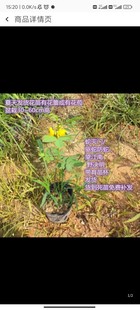 蛇灭门苗/驱蛇防蛇/望江南/ 野决明花苗带育苗杯发货早种早开花
