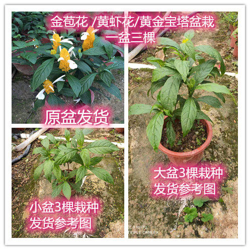 带花苞发货 金苞花 黄金宝塔 黄虾花 花苗盆栽 40天左右开花 - 实物图