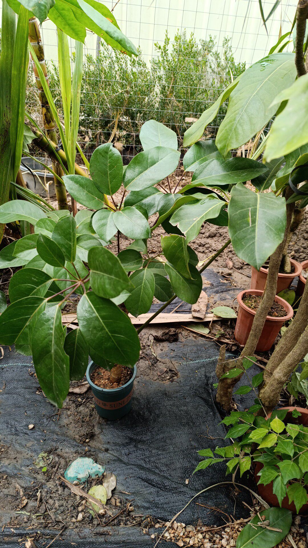 三年苗大叶伞招财树绿植盆栽带盆发货阳台客厅卧室绿植