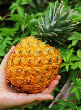 【正宗】2026年海南现摘芒果凤梨稀有品种风味特别甜蜜多汁