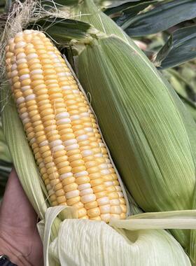 新鲜玉米云南金银水果玉米农家自种现摘脆甜多汁生吃苞谷蔬菜