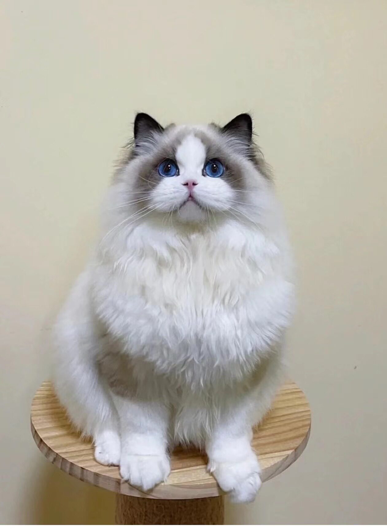 布偶猫幼猫纯种猫咪幼崽海双蓝双仙女猫宠物猫小猫活物赛级布偶猫