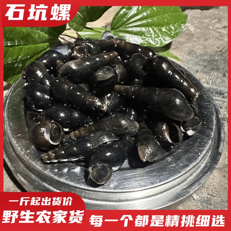 粤西野生山坑螺山溪黑色尖长石螺肉甘香脆口鲜活活螺包邮3斤