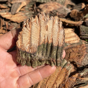 大山野生扁藤500g扁藤根腰带藤扁骨风大芦藤中草扁担新鲜干货包邮