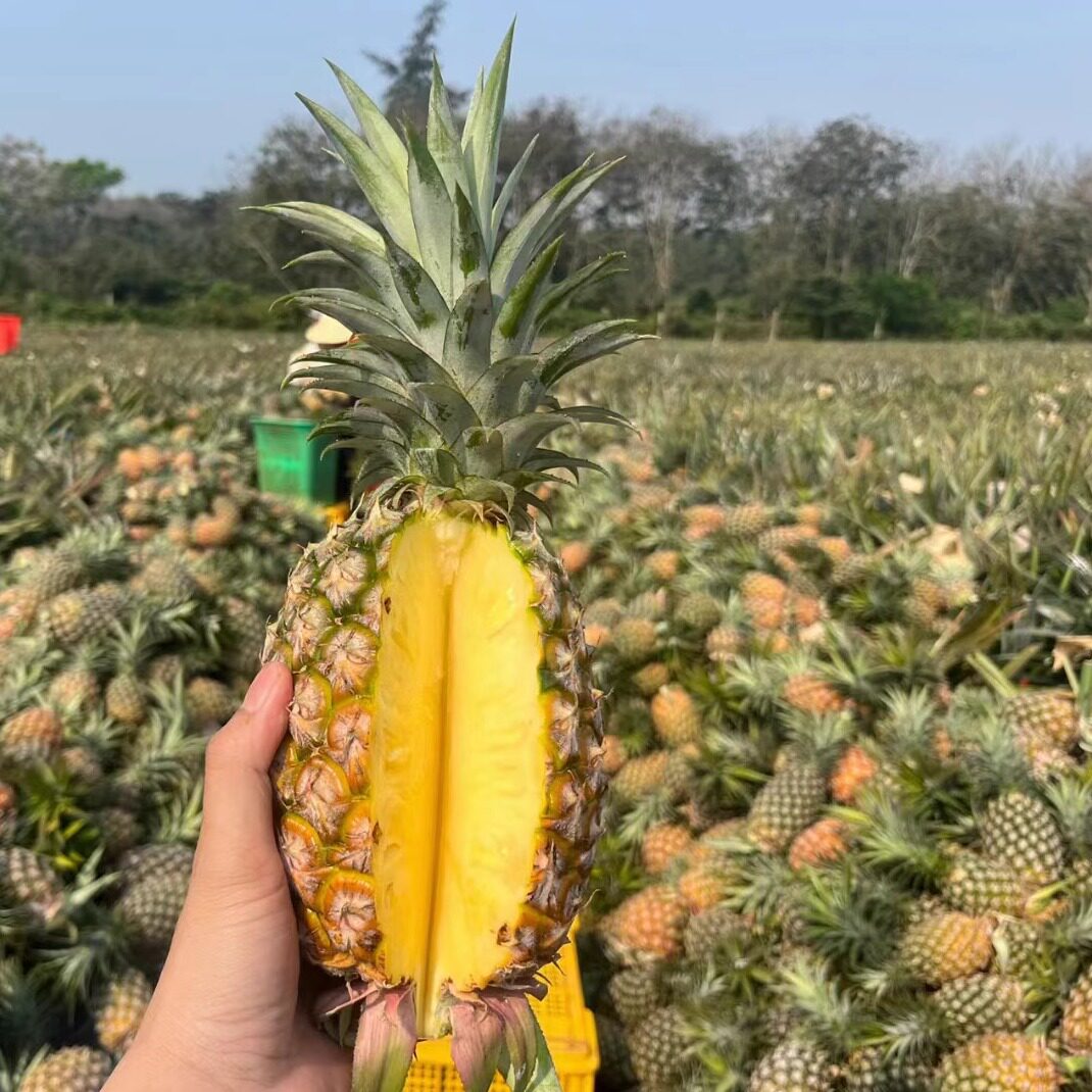 海南凤梨新鲜水果包邮海南特产热带无眼菠萝多汁金钻凤梨