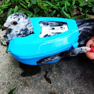 包邮信鸽打针固定架赛鸽固定盒幼鸽喂药固定器鹦鹉打疫苗食槽水槽