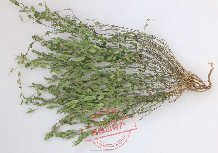 野生来马回草瓜子金水蔓青勒马回二月花惊风草中草药正品今年新货
