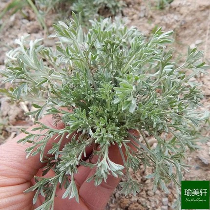 2024年新鲜现挖茵陈绵茵陈时令蔬菜白蒿孕妇泡水红枣茶500克包邮