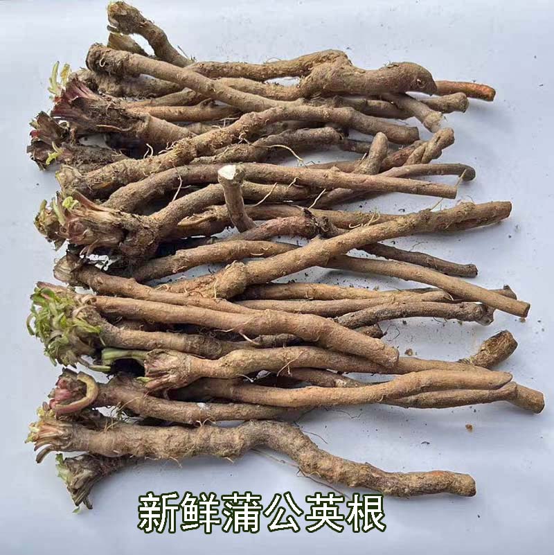 新鲜蒲公英根传统滋补品天然野生蒲公英根茎中药材新货全根