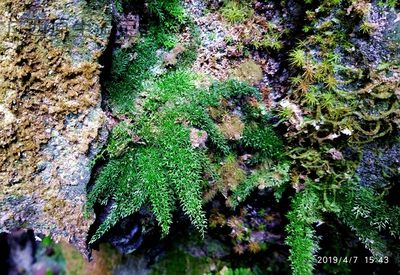 热带雨林水陆缸生态缸蕨类