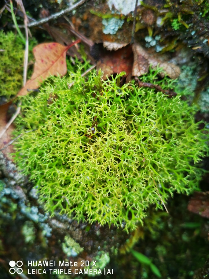 广西原生稀有植物鲜活苔藓鹿蕊地衣绿植盆栽造景水陆缸生态缸雨林