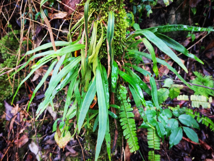 广西绿植 柳叶剑蕨 稀有蕨类 附生蕨 水陆缸 热带雨林缸造景素材