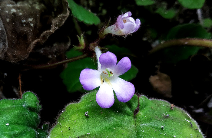 苦苣苔阳台庭院造景绿植